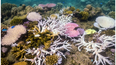 reef